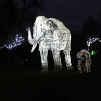 Lantern Parade Chester Zoo